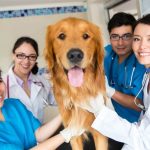 veterinarian salary tasks