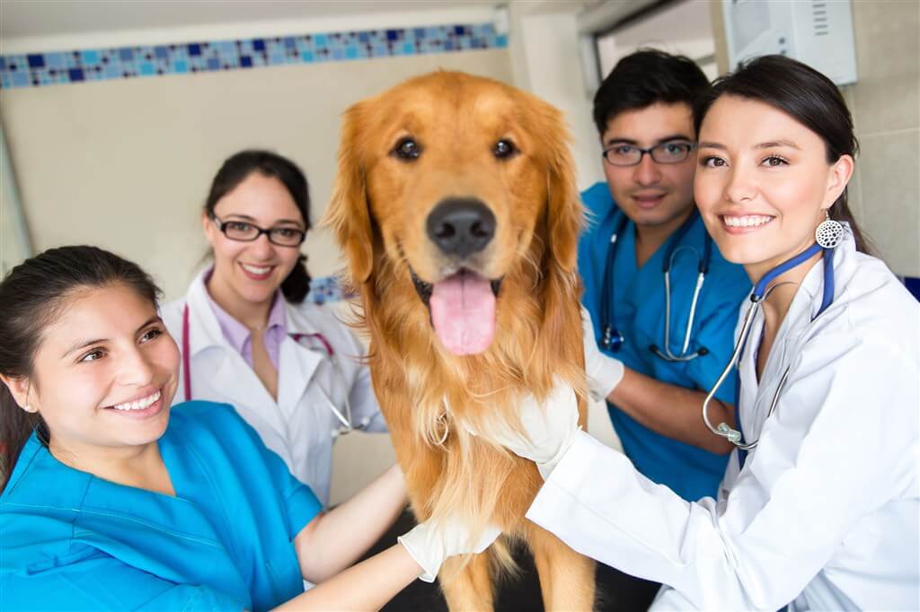 veterinarian salary tasks