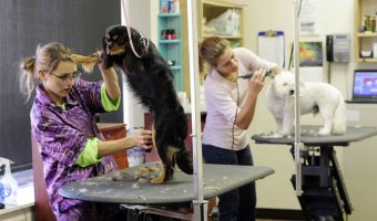 dog groomer salary